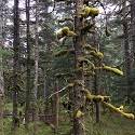 Moss hangs off of tree limbs.